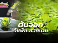 ต้นจอก วัชพืช สวยงาม