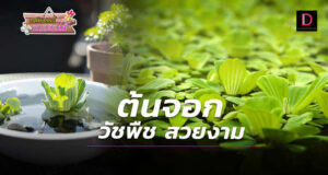 ต้นจอก วัชพืช สวยงาม