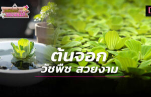 ต้นจอก วัชพืช สวยงาม