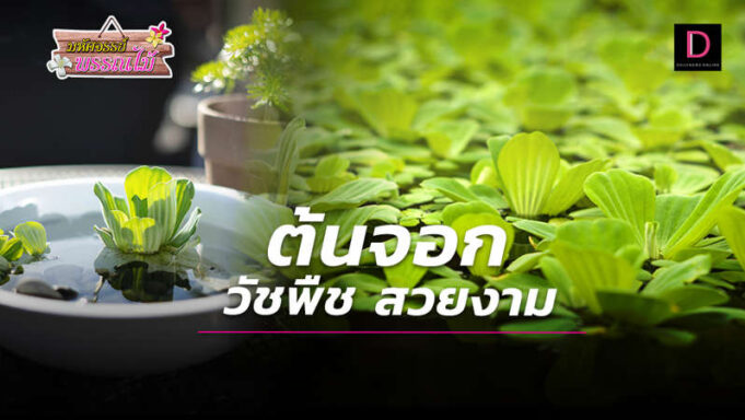 ต้นจอก วัชพืช สวยงาม